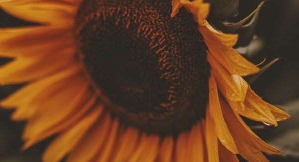 słonecznik bogaty w fosfor